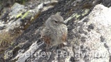 Video of Alpine Accentor - Alpine Accentor finding insects in the top of the mountain.